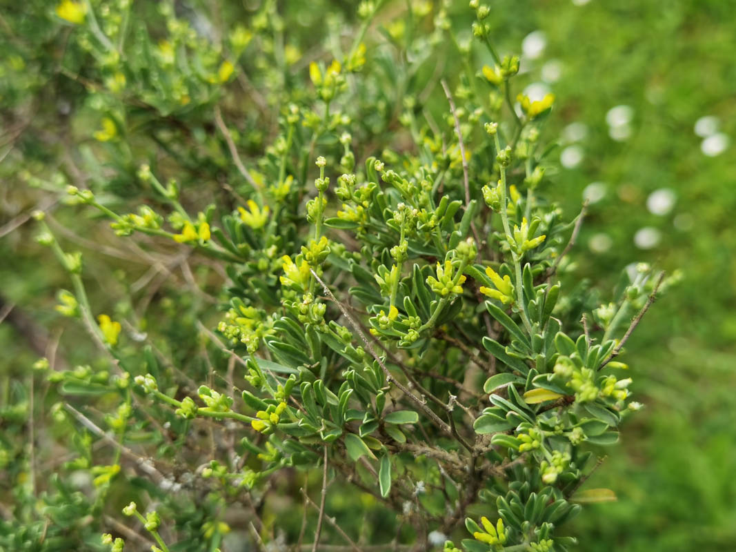 Anthyllis hermanniae
